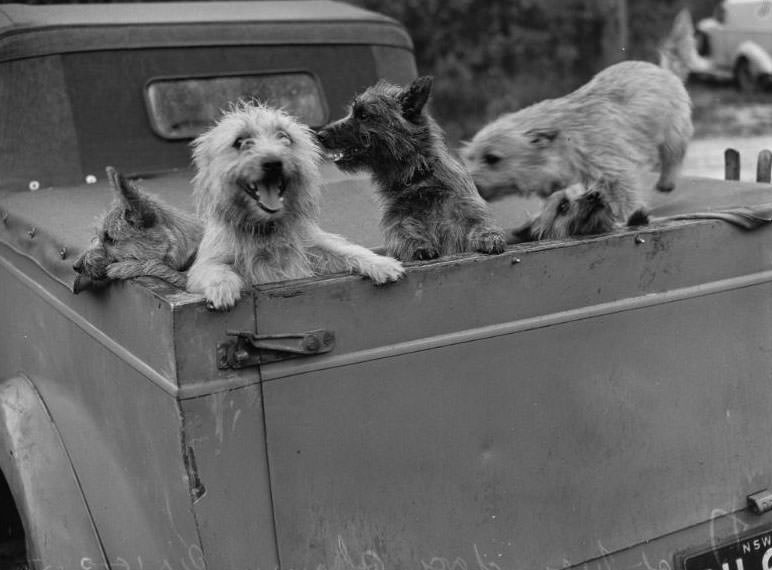 Wags, Whines, and Wins: Behind-the-Scenes of the 1950 St Ives Dog Show