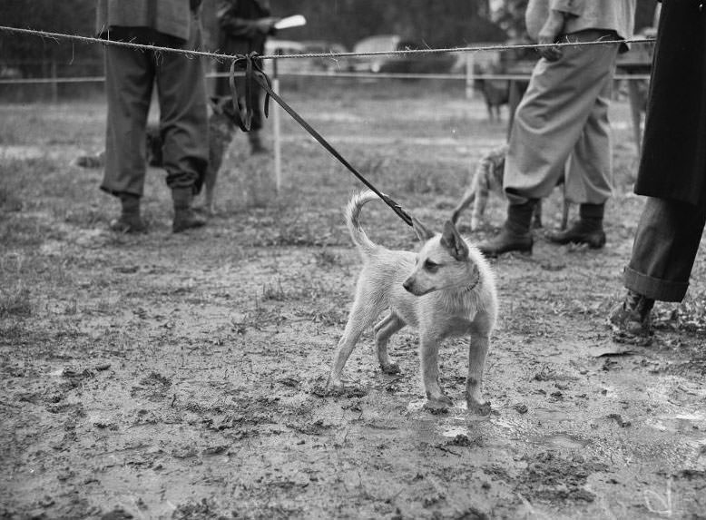 Wags, Whines, and Wins: Behind-the-Scenes of the 1950 St Ives Dog Show