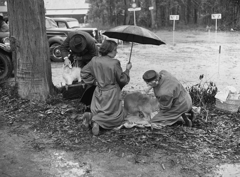 Wags, Whines, and Wins: Behind-the-Scenes of the 1950 St Ives Dog Show