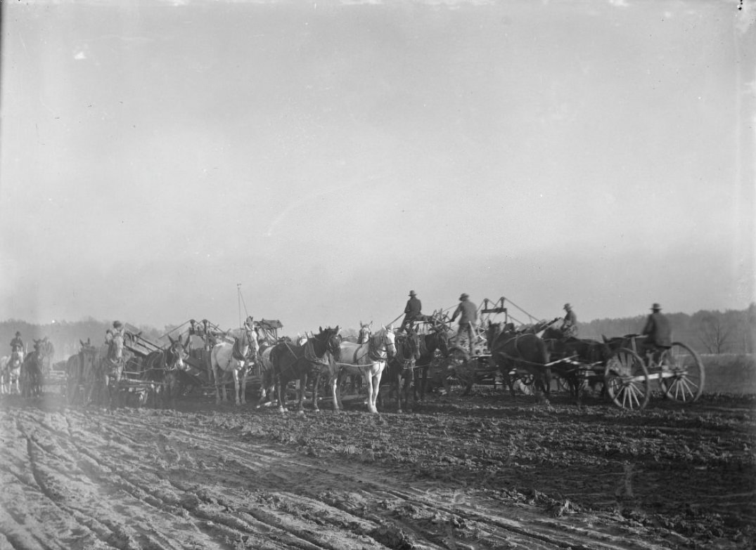 Horses and Mules Pulling Carts in a Field, 1900