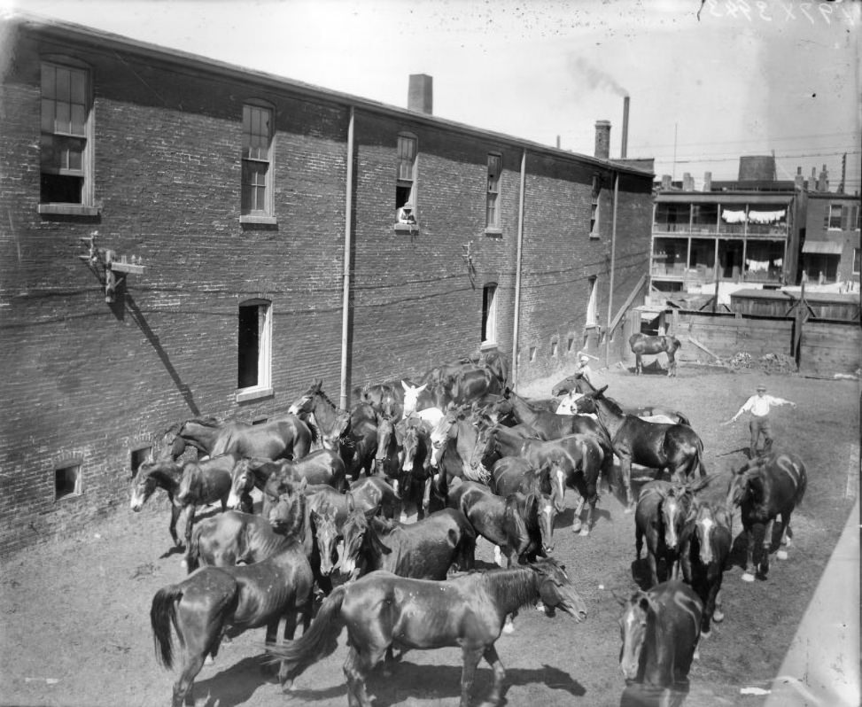 Urban Horse Herd, 1900