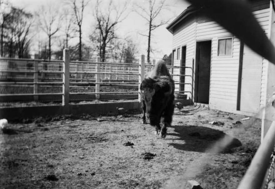 Buffalo—Forest Park, 1902