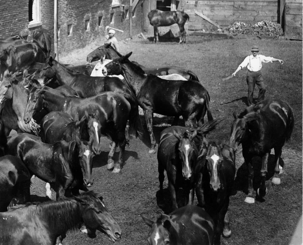 Herd of horses in urban neighborhood, 1900. Two men can be clearly seen corralling the horses. This is a close-up from another photograph in the collection.