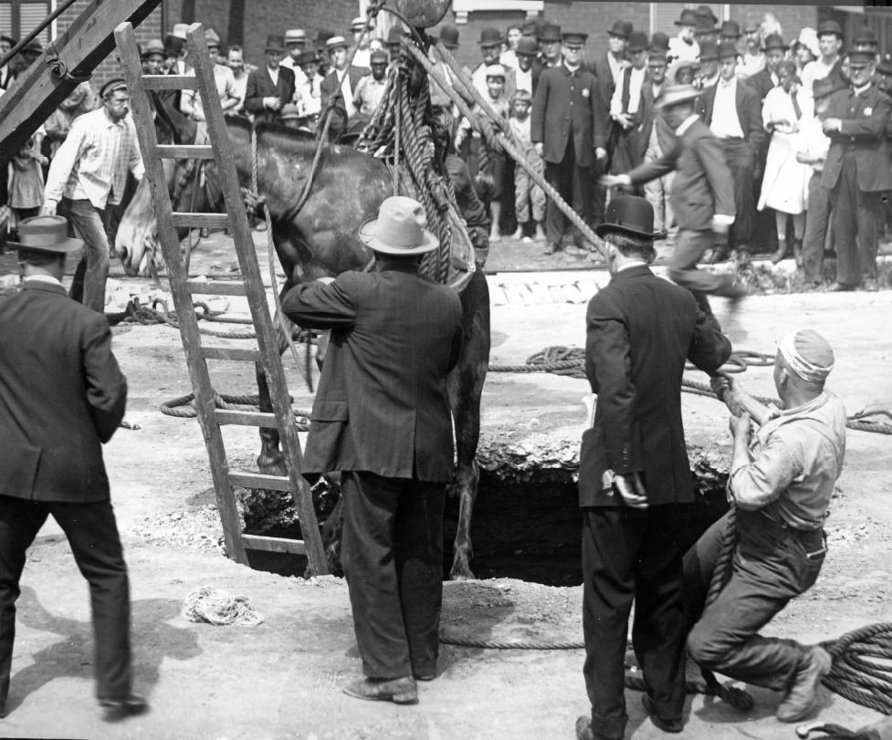 A horse either being lowered into or lifted out of a hole in a city street, 1900