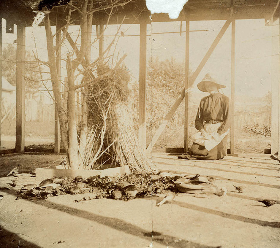 An aviary from Sydney, 1880s