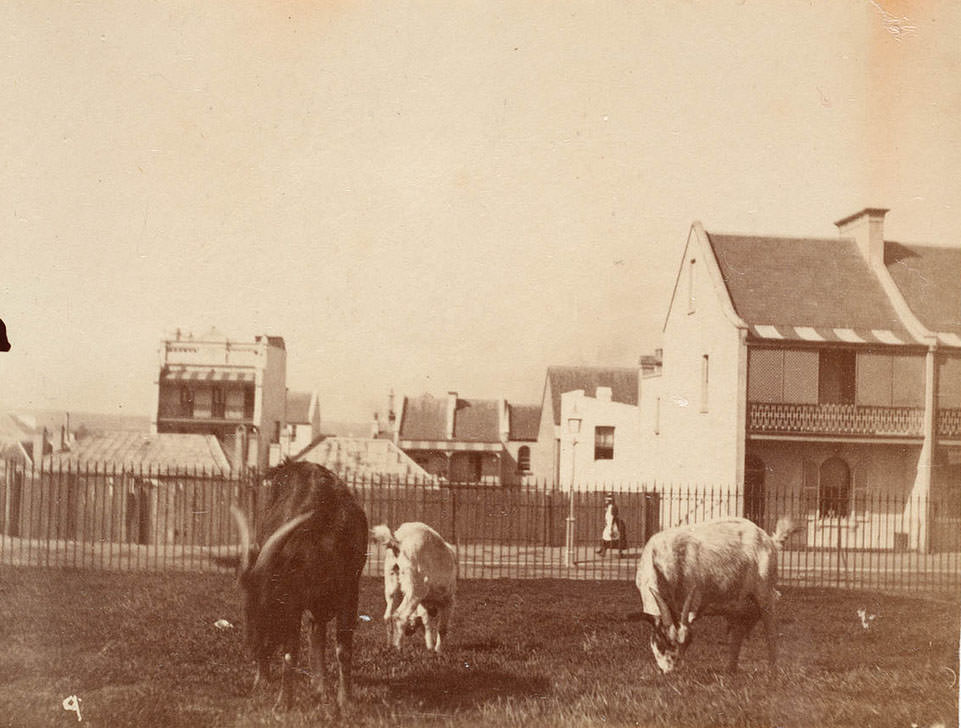 Street scene from Sydney, 1889