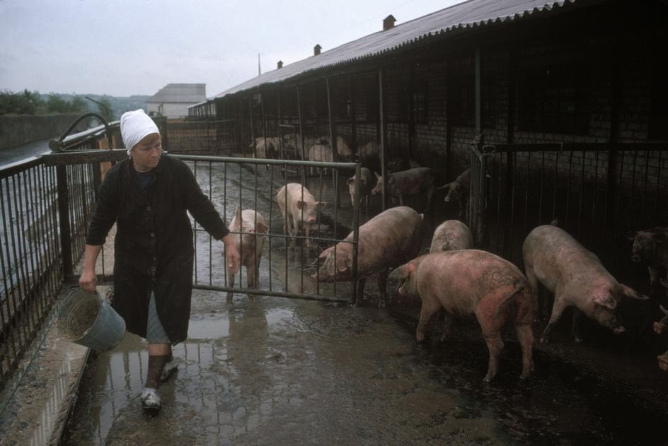 Miners’ collective farm that provided them with meat.