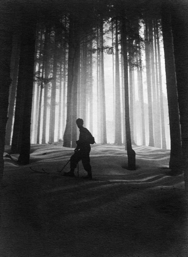 Fir forest, Valleambrosia, Tuscany, 1930s-40s.