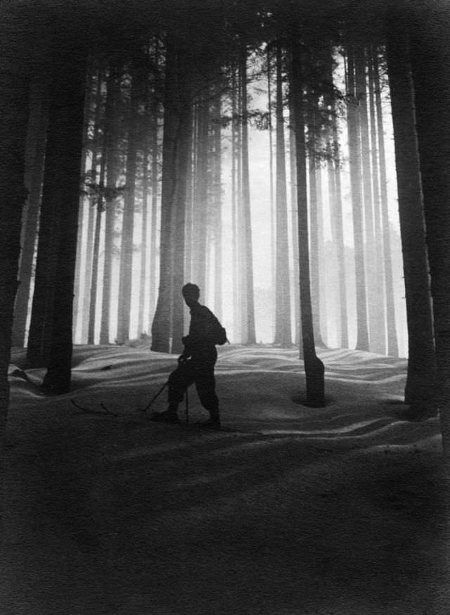Fir forest, Valleambrosia, Tuscany, 1930s-40s.