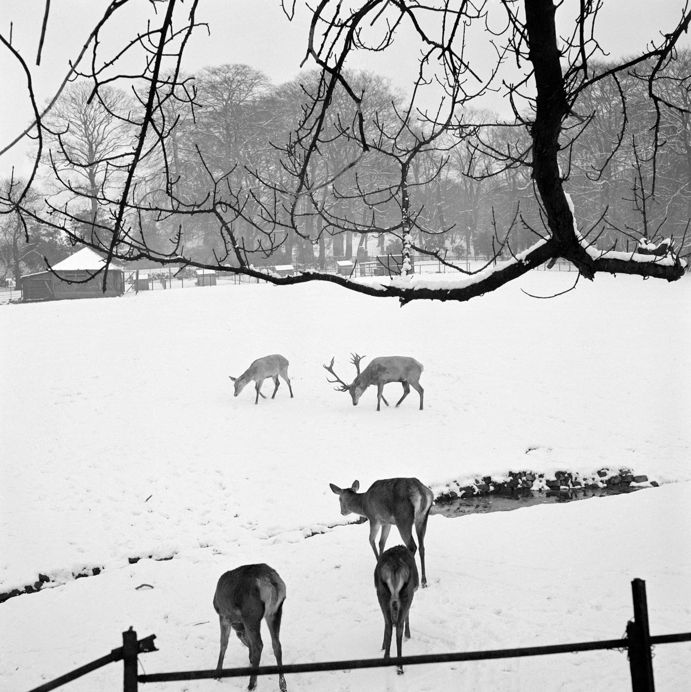 Deer in Golders Hill Park, Hendon, London, 1960s