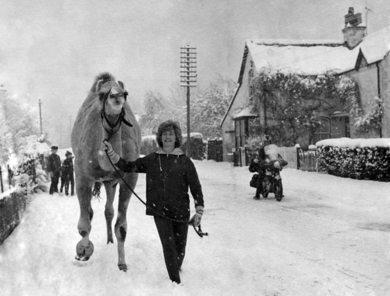 A camel walking through the snow in the village of Winkfield Row, Berks, 1962.