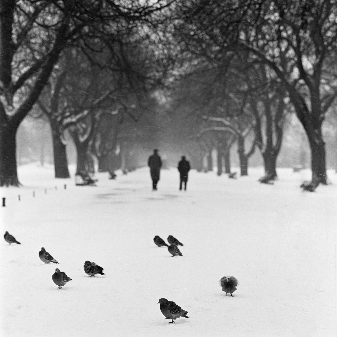 Pigeons on a snowy path, Regent's Park, London, 1960
