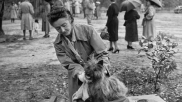 St Ives Dog Show 1950