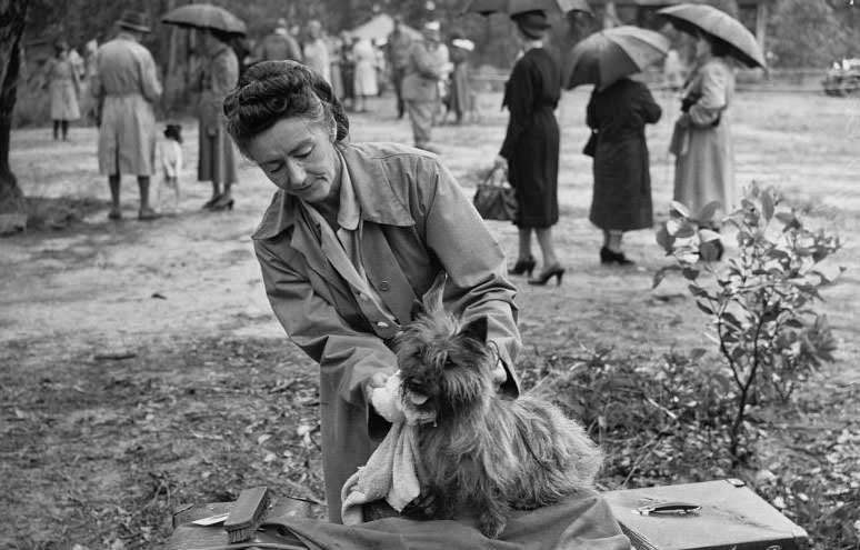 St Ives Dog Show 1950