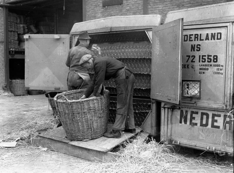 A box full of bottles is being transferred into baskets, Schiedam, 1951