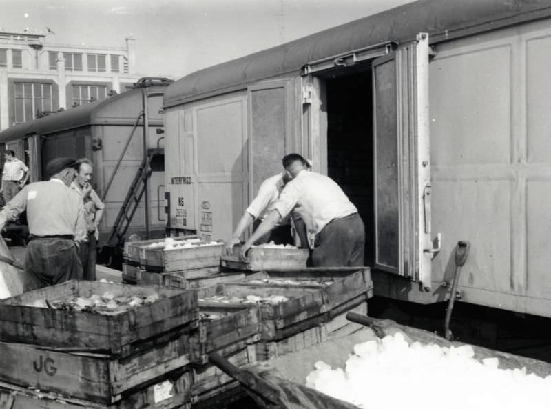 Fish load. Until 1994, fish was transported by rail from IJmuiden, September 12, 1959