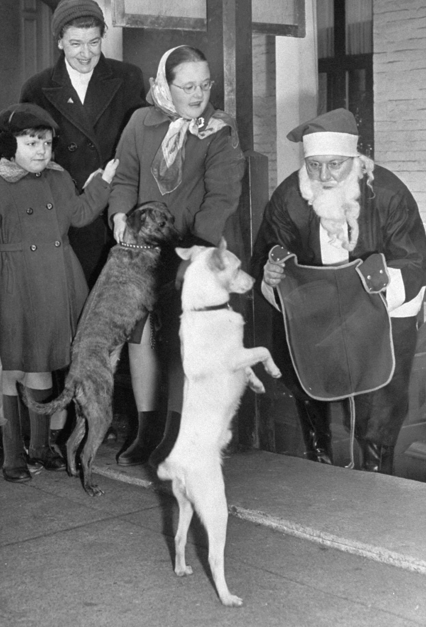 Humane Society Christmas party.