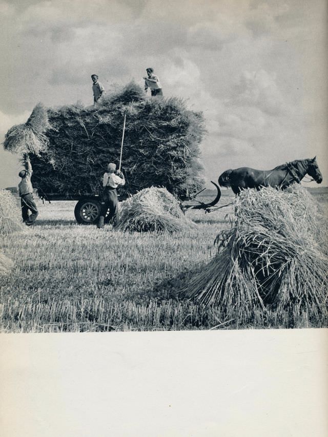 Hay wagon, Haarlemmermeer, 1957