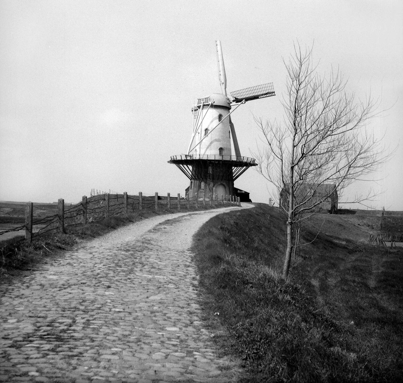 Windmill in Veere, Netherlands, circa 1955.