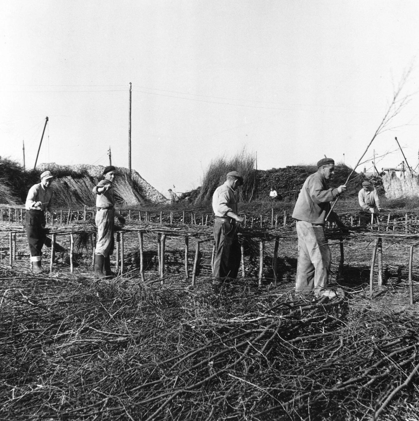 Workers in the Dutch town of Harderwyk making wicker rafts for dyke foundations, 1952