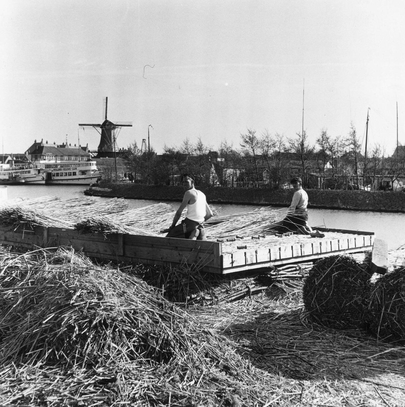 Workers in the Dutch town of Harderwyk making wicker rafts for dyke foundations, 1952