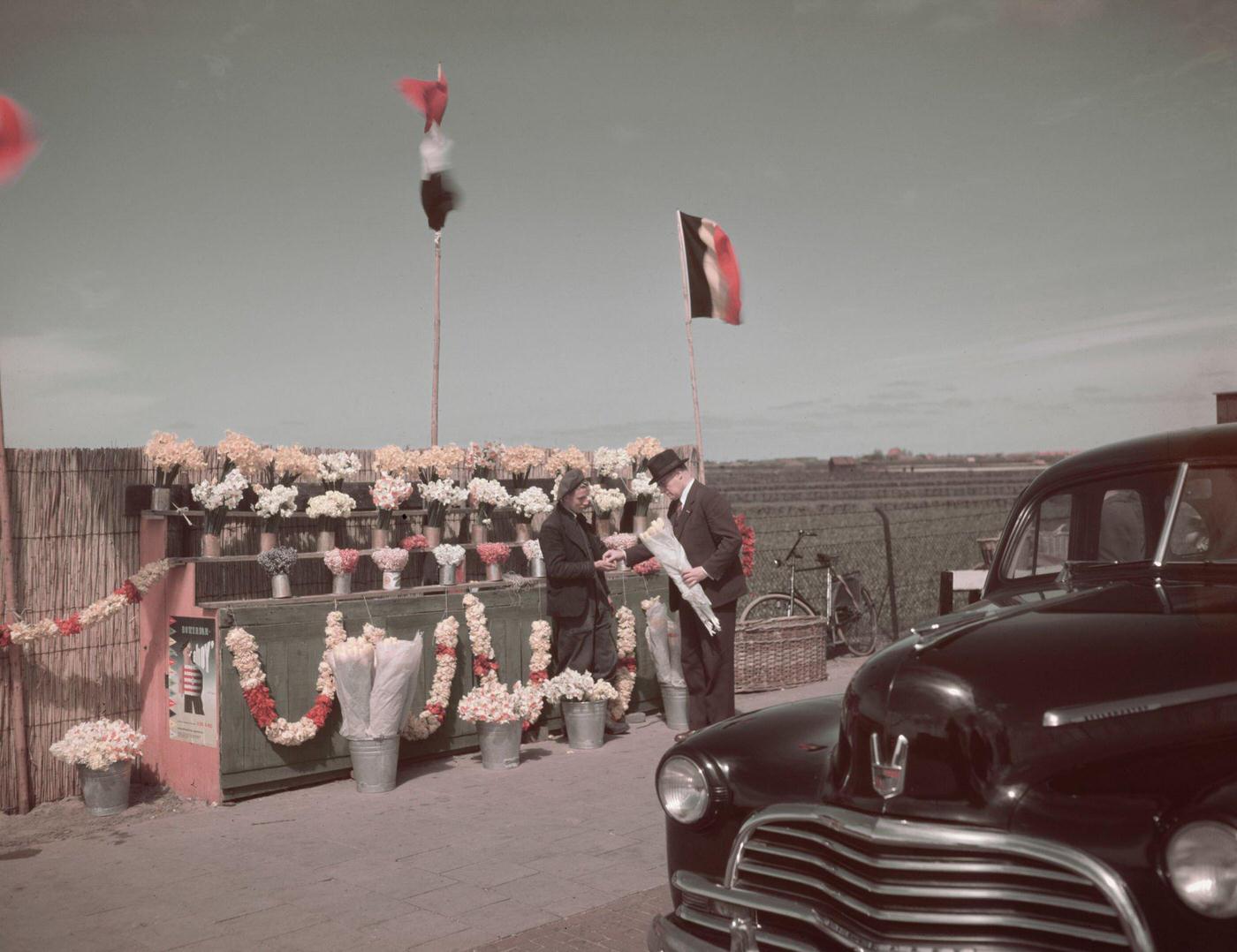 A roadside flower vendor sells a bunch of tulips to a male customer beside a field of tulip bulbs near Lisse in the Netherlands in June 1950.