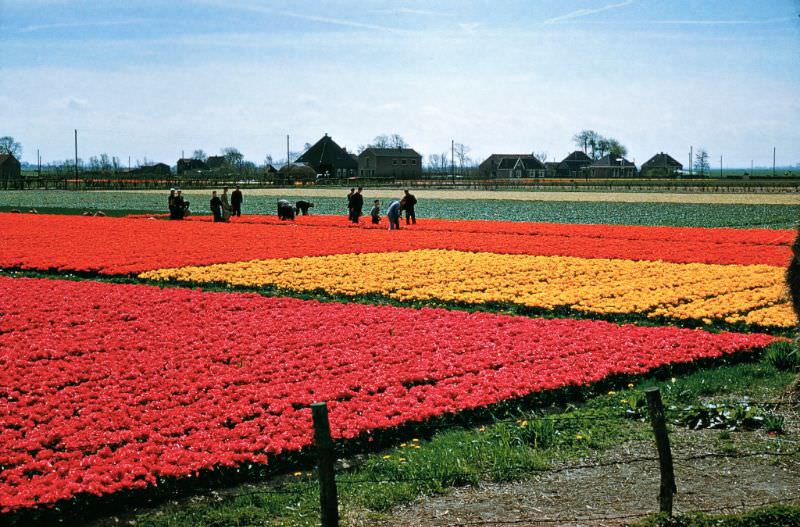 Tulip fields.