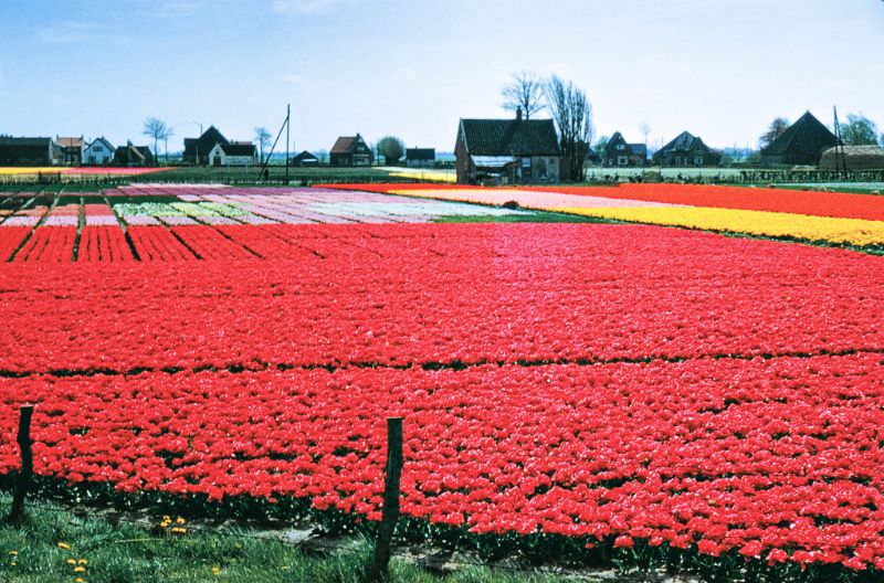 Tulip fields.
