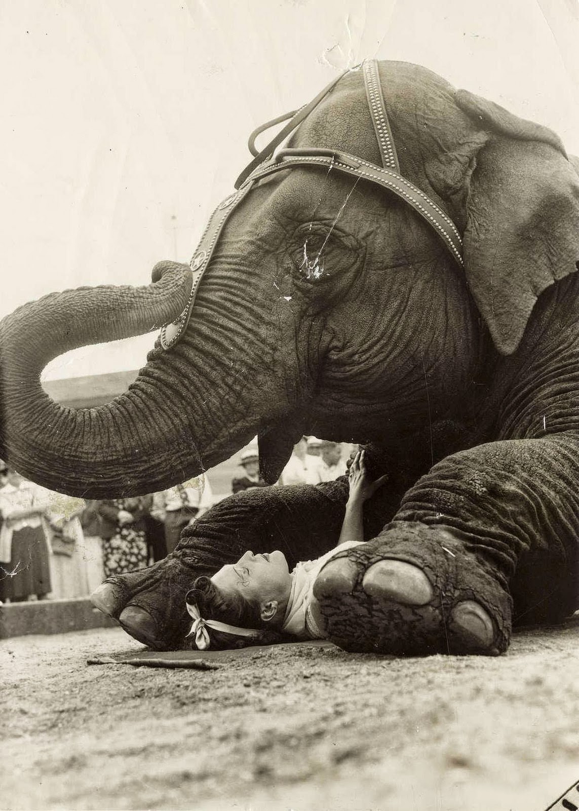 Stunning Historical Photos of Circuses in Netherlands from the Early 20th Century