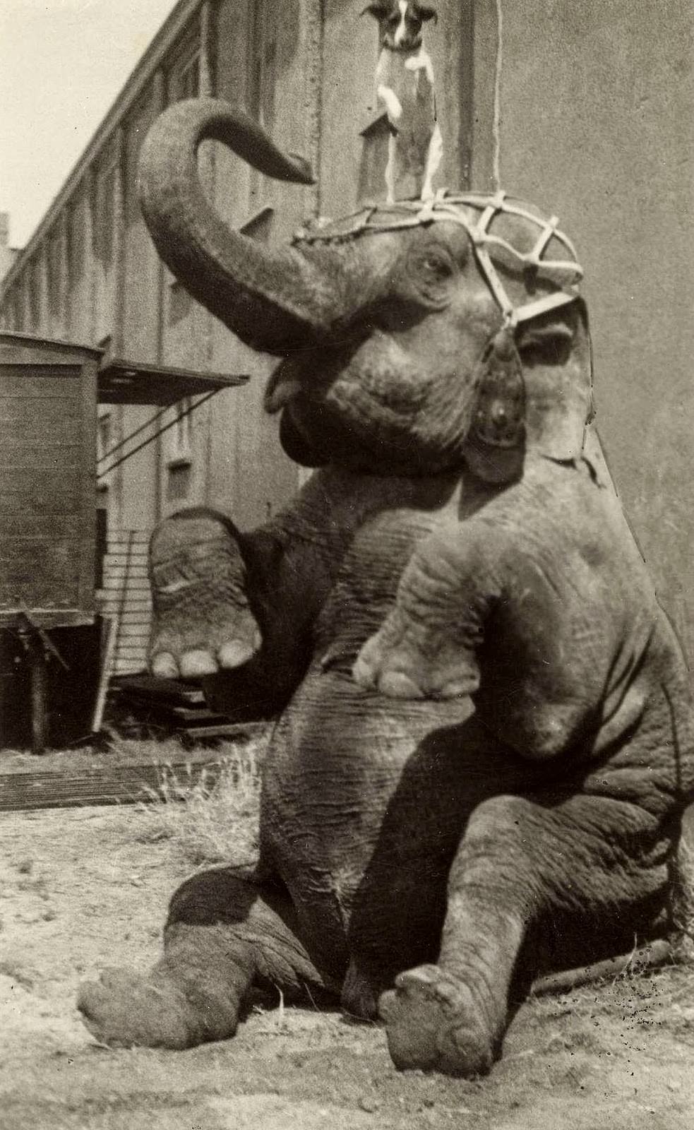 Stunning Historical Photos of Circuses in Netherlands from the Early 20th Century