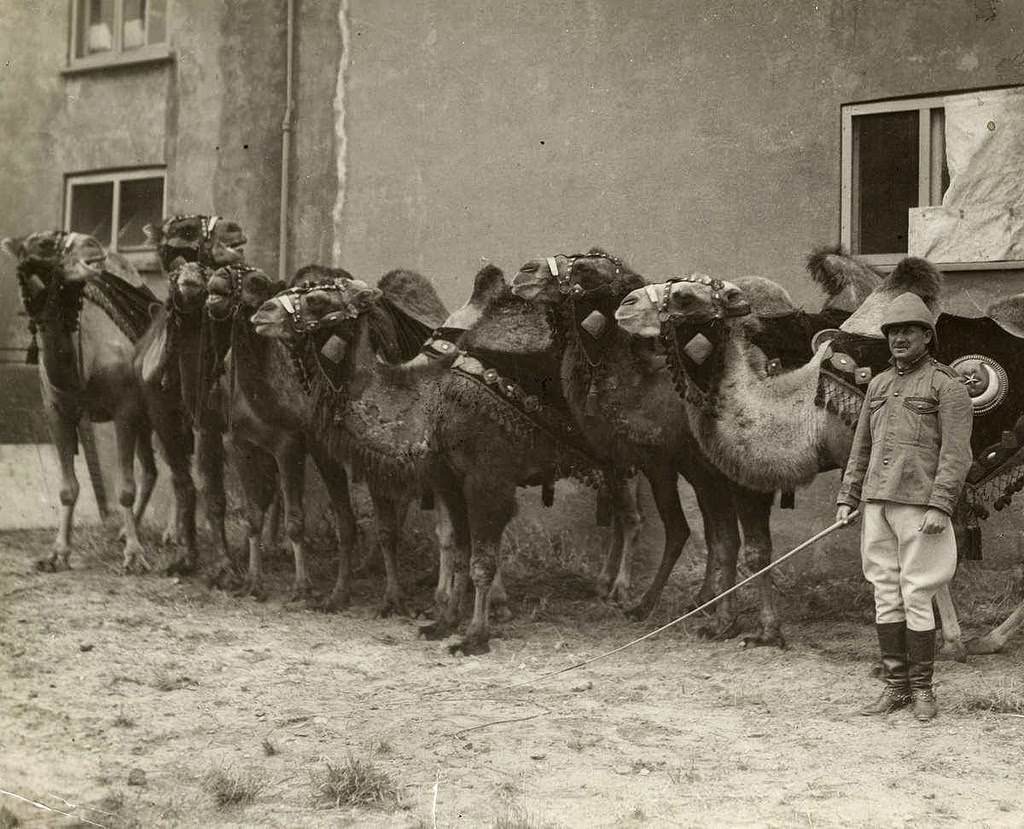 Stunning Historical Photos of Circuses in Netherlands from the Early 20th Century