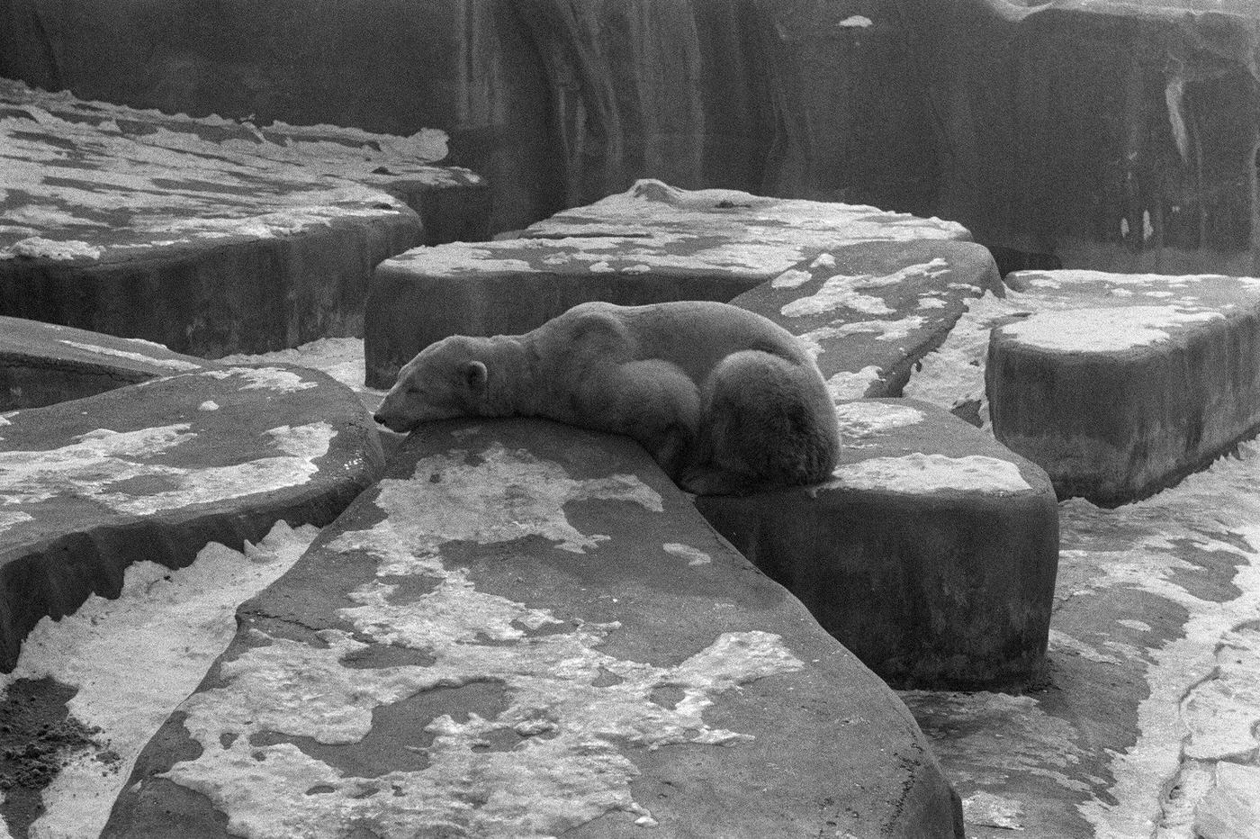 Bear in Vincennes Zoo In Snow, Paris, 1955.