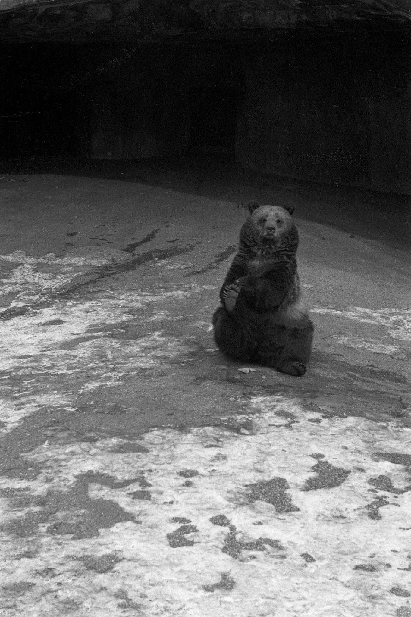 Bear in Vincennes Zoo In Snow, Paris, 1955.