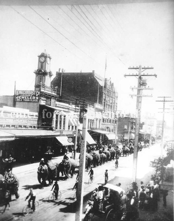 A parade of elephants on the 300 block of J Street, 1890