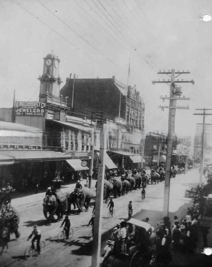 Circus parade with elephants marching along J Street, 1891.