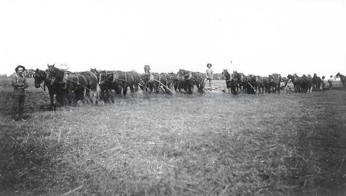 Ranch Hands and Horse-drawn Farm Equipment, 1895