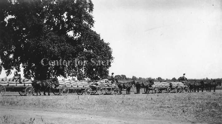 Carts Loaded with Bags of Grain or Seed, 1895