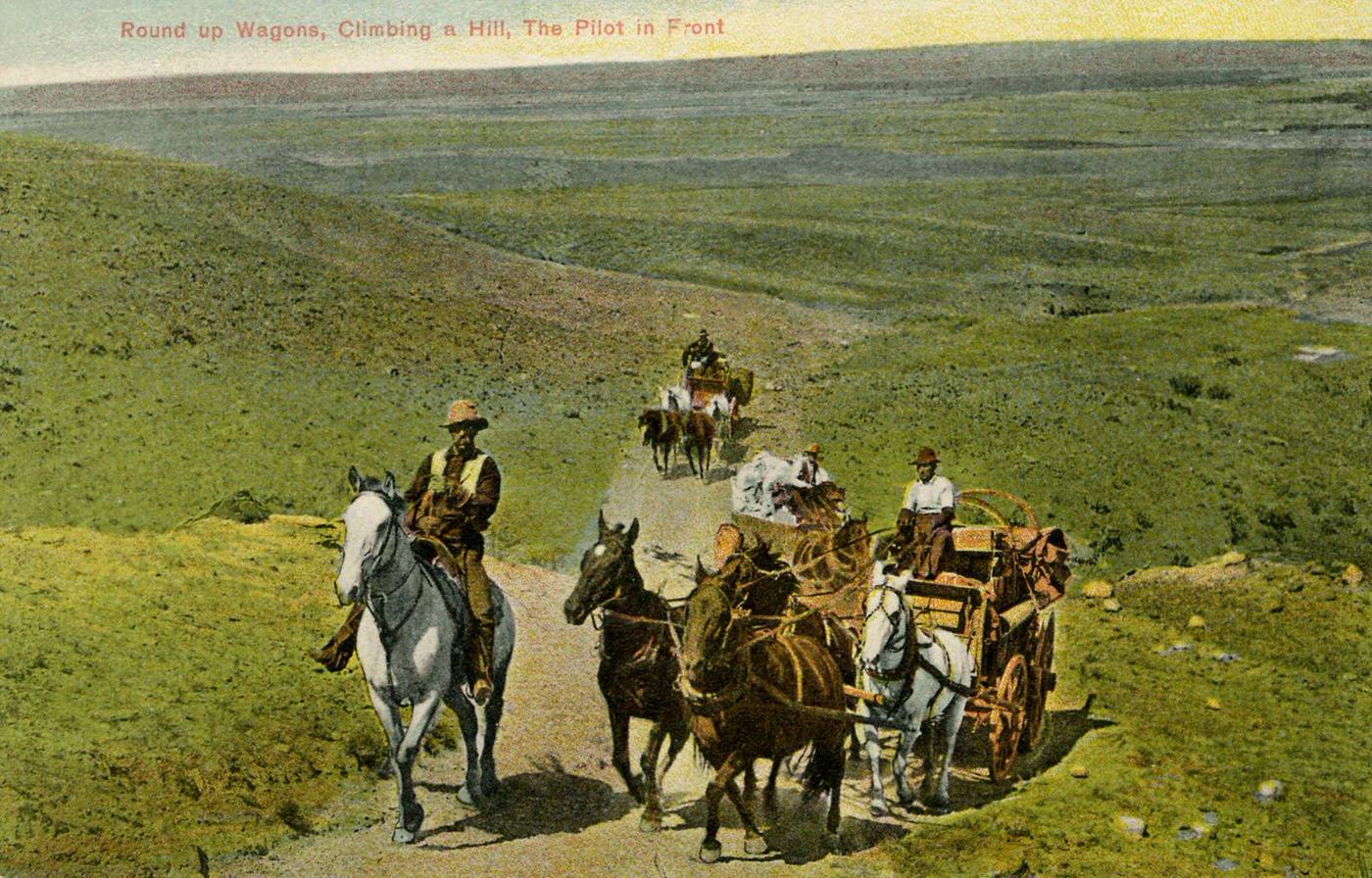 Wagons on the prairie, late 19th century: 'Round up wagons, climbing a hill, the pilot in front.