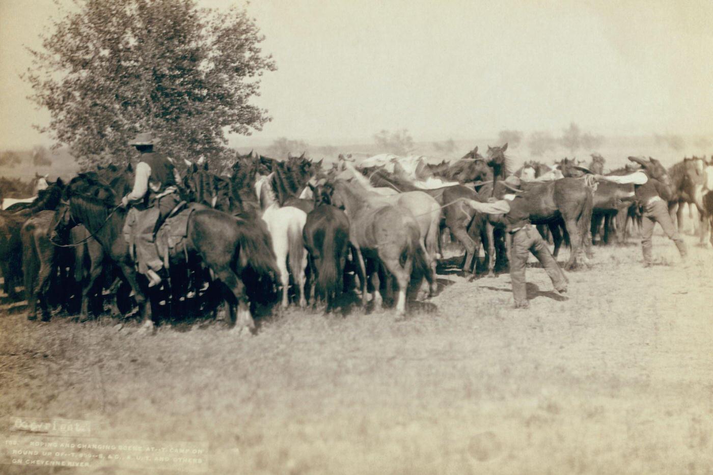 Roping and changing scene at Camp on round up on Cheyenne River, United States, circa 1890: Rear view of three cowboys roping a herd of horses.