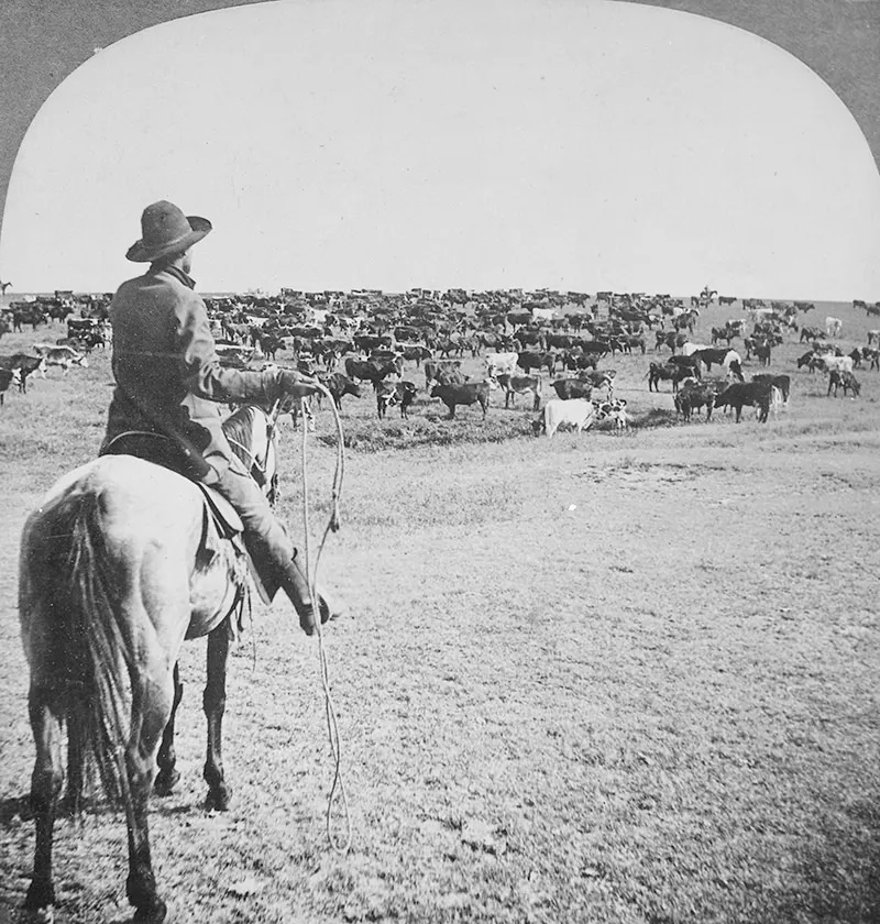 Cowboy with lasso readied looks beyond the herd on the open range to his fellow cowpunchers waiting on the horizon during a roundup on the Sherman Ranch in Genesee, Kansas in 1902.