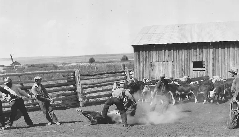 Cowboys branding calves in Montana.