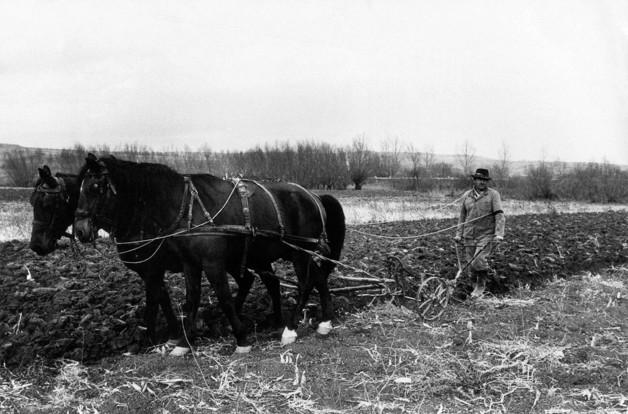 A farmer ploughs a field with a ploughshare dragged by two horses, 20 km far from the capital city of Belgrade, Serbia, 1965
