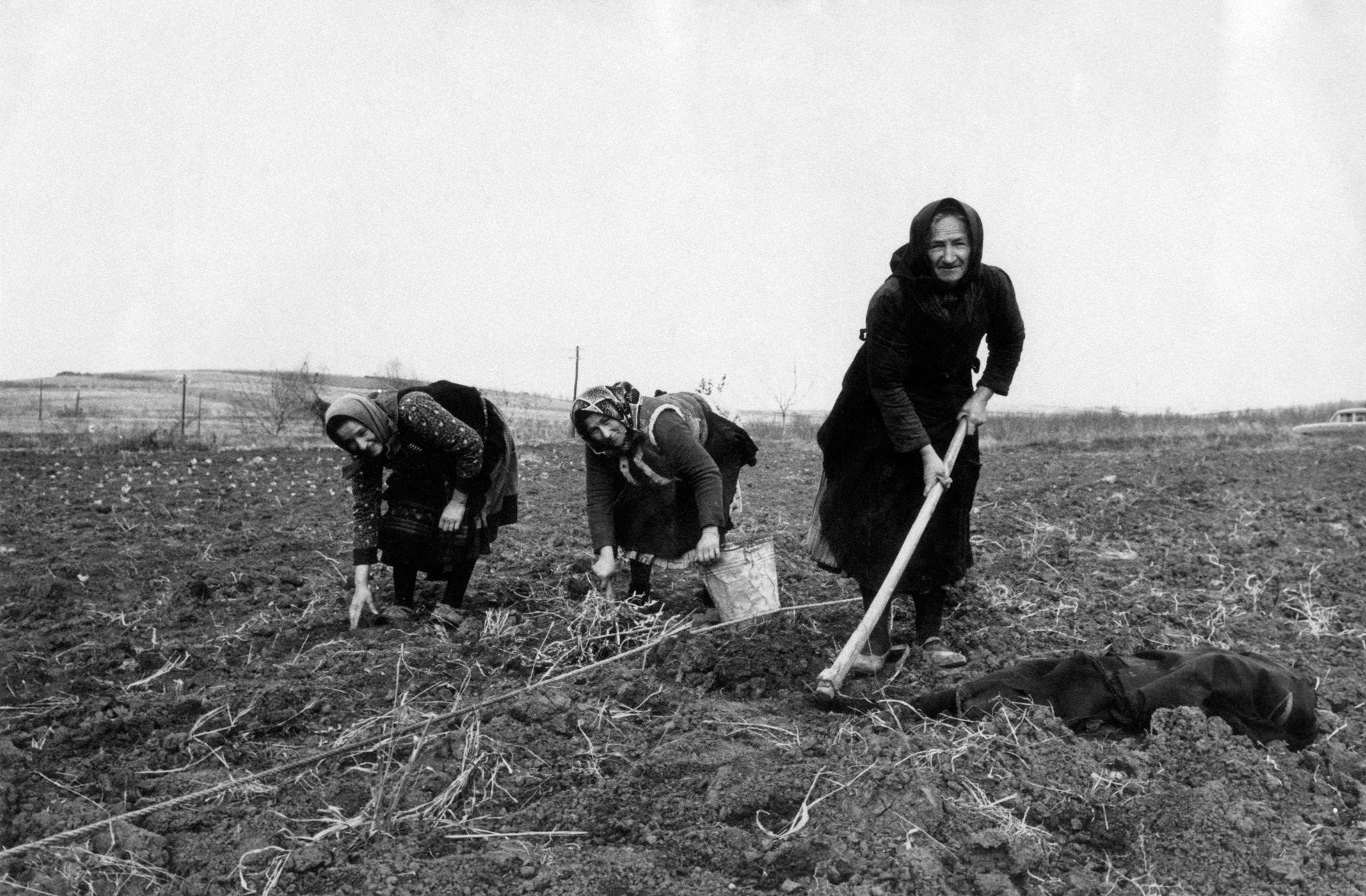 Three countrywomen at work turn over and spade a field, 20 km far from the capital city of Belgrade, Serbia, 1965