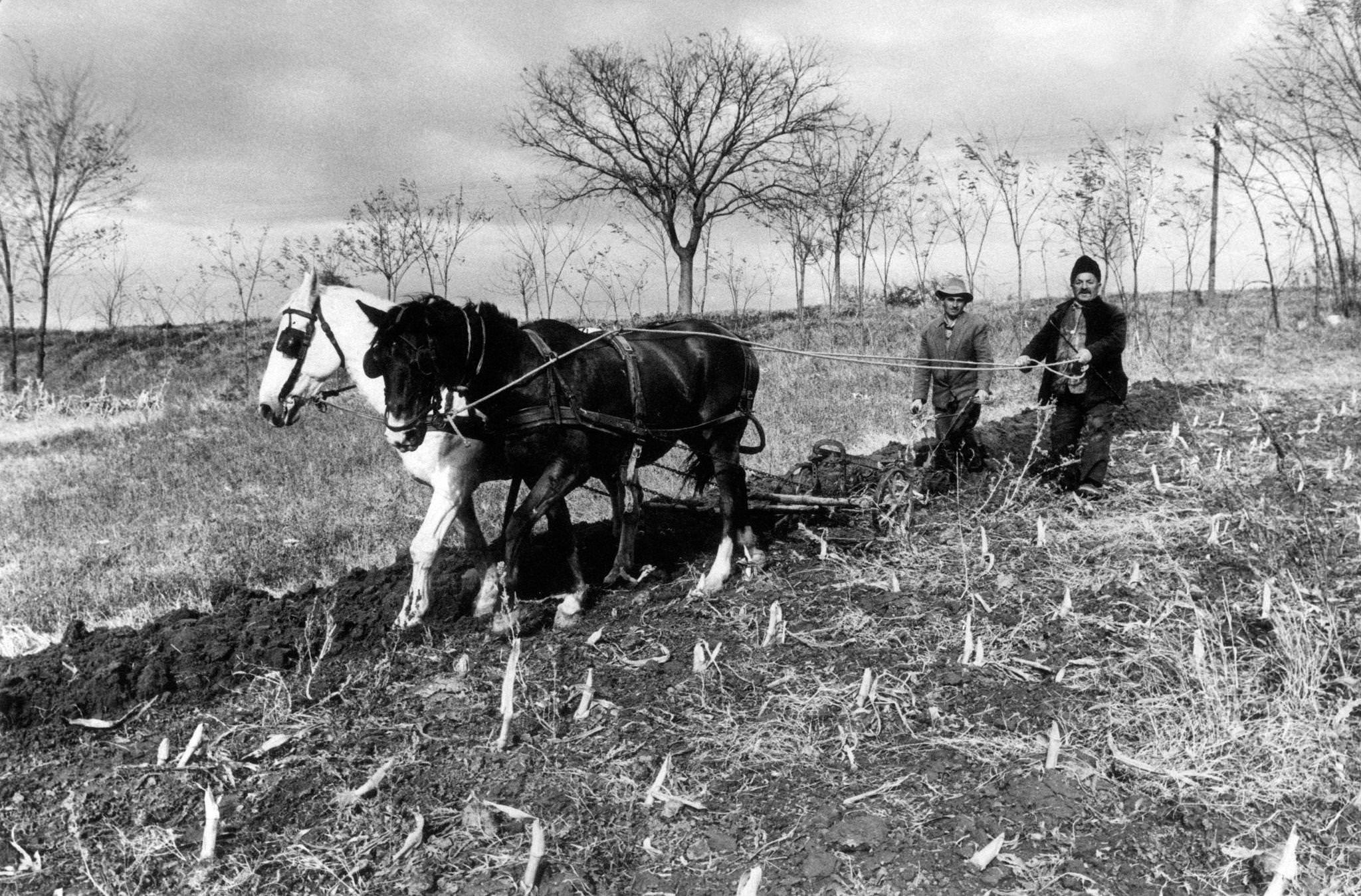 Two farmers plough a field with a ploughshare dragged by two horses, 20 km far from the capital city of Belgrade, Serbia, 1965
