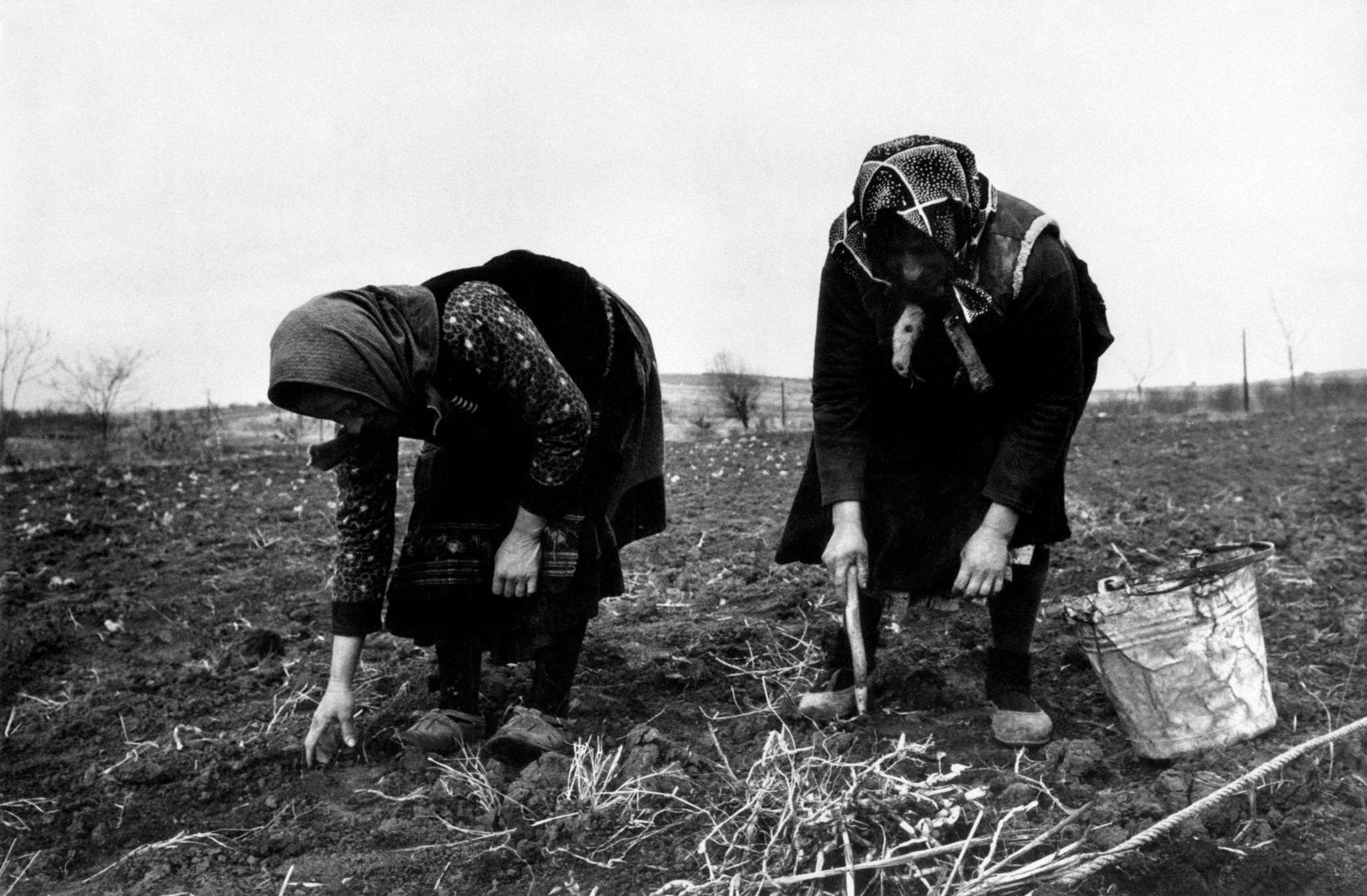 Two countrywomen at work, crouched on a field they are turning over, 20 km far from the capital city of Belgrade, Serbia, 1965
