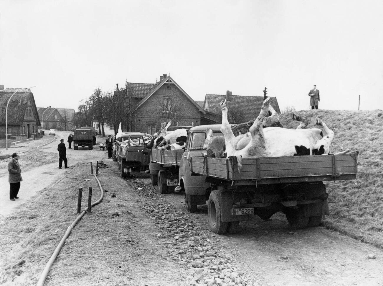 Trucks move dead livestock during the North Sea Flood of 1962