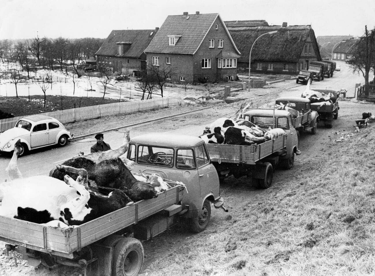 Trucks move dead livestock during the North Sea Flood of 1962