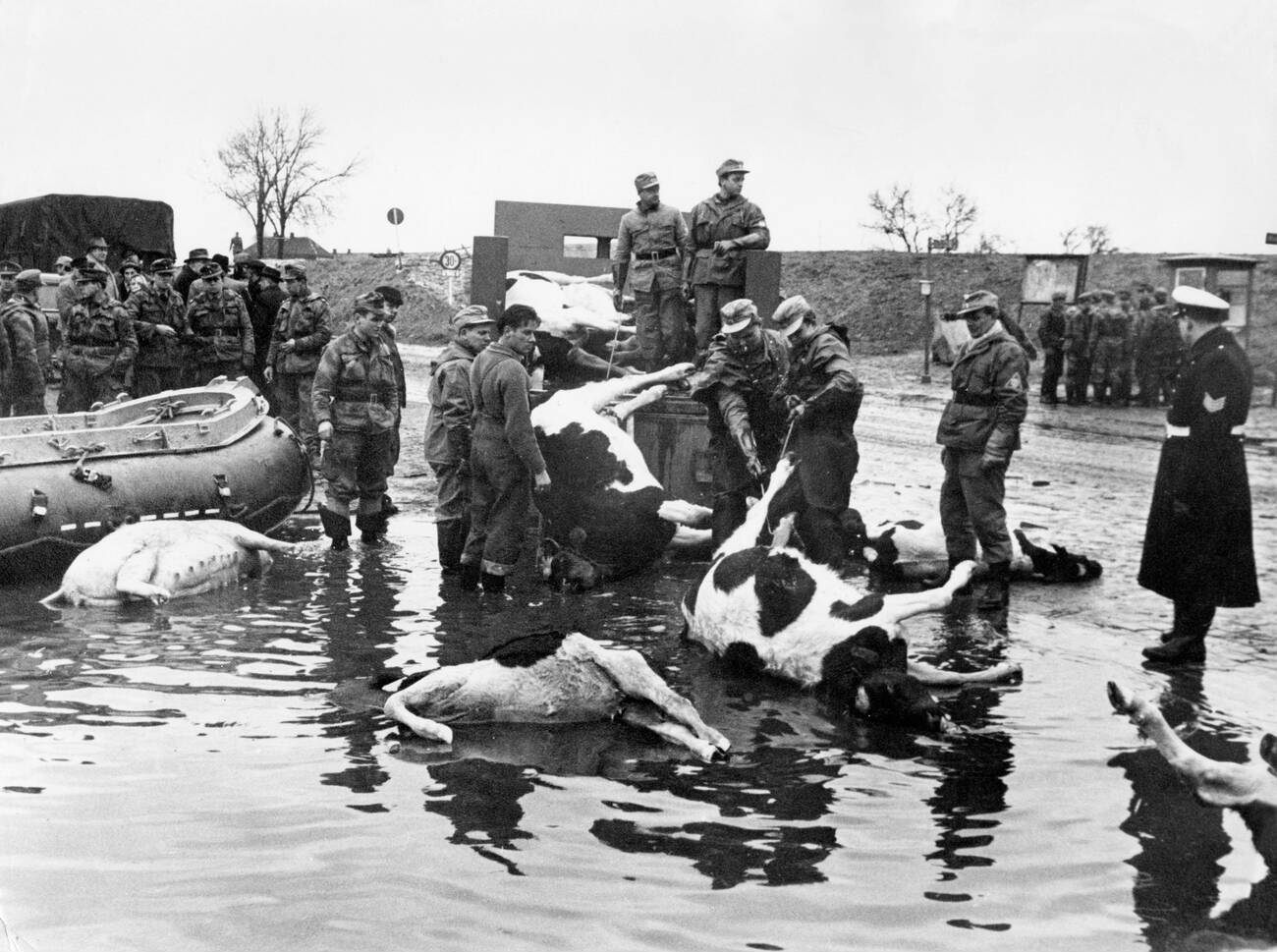 Men move dead livestock during the North Sea Flood of 1962