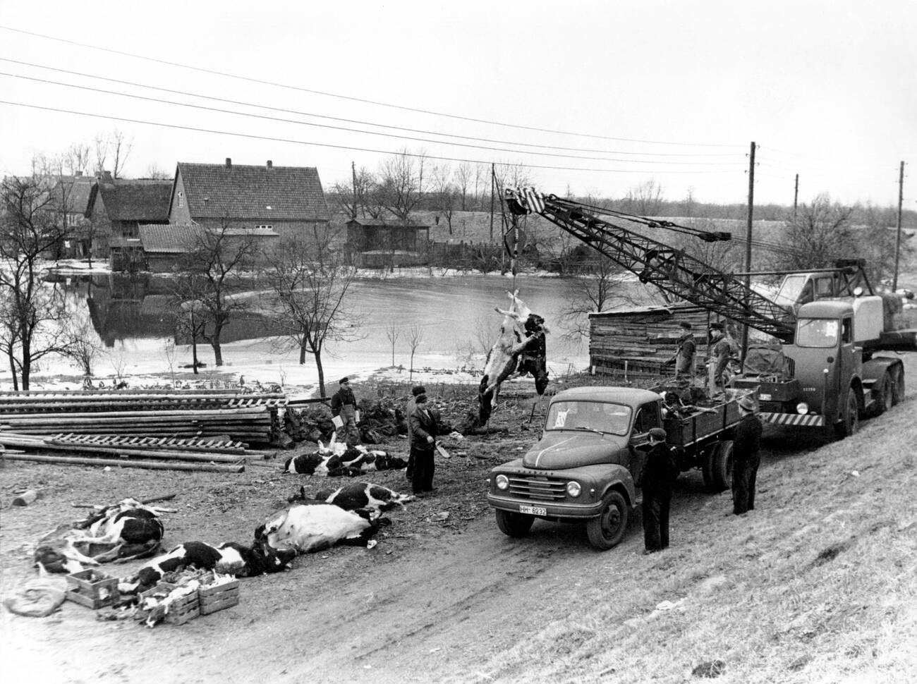 Trucks move dead livestock during the North Sea Flood of 1962