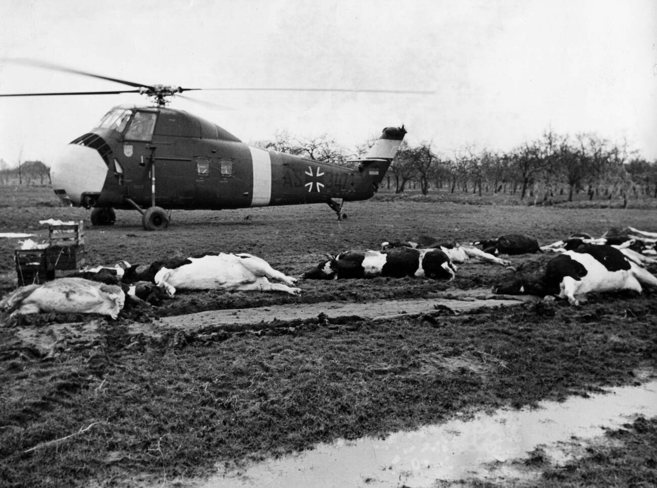 Helicopter beside dead cows during the North Sea Flood of 1962 in Hamburg, West Germany